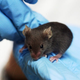Image for article titled Could Bone Marrow Transplants Change Your Behavior?